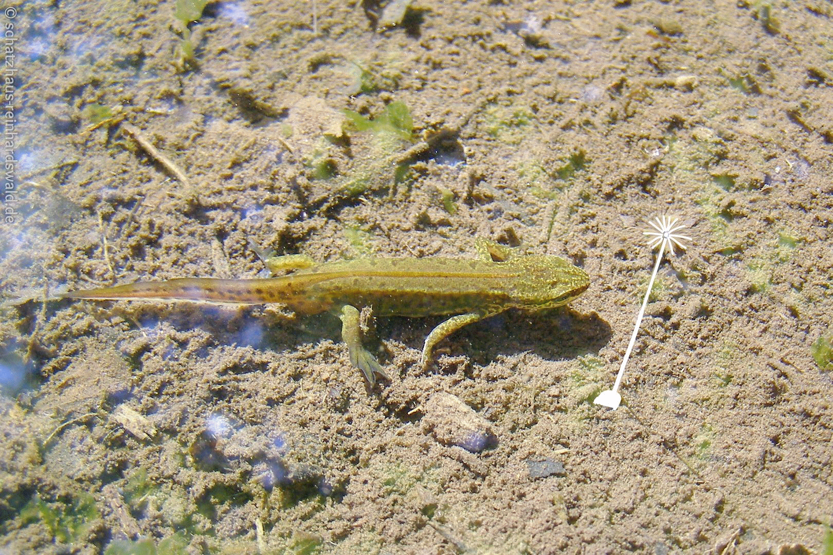 Orientierungshilfe Rattenschwanzlarve